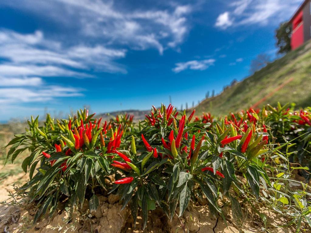 مونتيبراندون Agriturismo Il Sapore Della Luna المظهر الخارجي الصورة