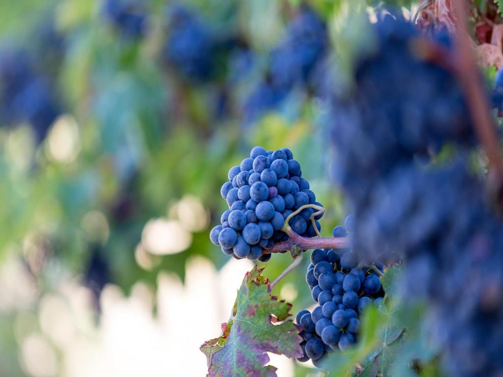 مونتيبراندون Agriturismo Il Sapore Della Luna المظهر الخارجي الصورة