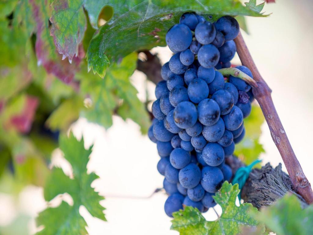 مونتيبراندون Agriturismo Il Sapore Della Luna المظهر الخارجي الصورة